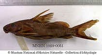 To FishBase images (<i>Synodontis tessmanni</i>, Cameroon, by MNHN)