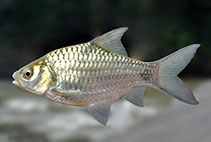 Image of Systomus timbiri (Short-bodied olive barb)