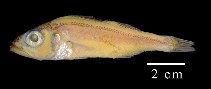 To FishBase images (<i>Synagrops trispinosus</i>, Colombia, by Duarte, L.O.)