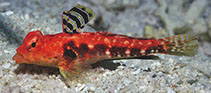 To FishBase images (<i>Synchiropus tudorjonesi</i>, Indonesia, by Allen, G.R.)