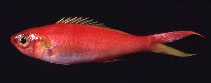 To FishBase images (<i>Symphysanodon typus</i>, by Gloerfelt-Tarp, T.)