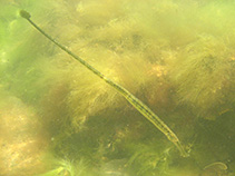 Image of Syngnathus typhle (Broadnosed pipefish)