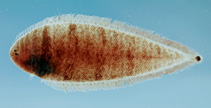 To FishBase images (<i>Symphurus urospilus</i>, by NOAA\NMFS\Mississippi Laboratory)