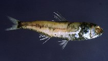 To FishBase images (<i>Symbolophorus veranyi</i>, Italy, by Costa, F.)