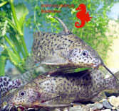 To FishBase images (<i>Synodontis victoriae</i>, by Hippocampus-Bildarchiv)