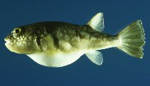 To FishBase images (<i>Takifugu alboplumbeus</i>, Hong Kong, by Cornish, A.)