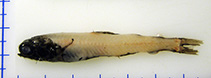 To FishBase images (<i>Taaningichthys bathyphilus</i>, by Mac Eachern, W.J.)