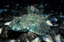 To FishBase images (<i>Taurulus bubalis</i>, Sweden, by Salesjö, A.)