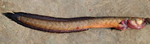 To FishBase images (<i>Taenioides buchanani</i>, Bangladesh, by Hasan, M.E.)
