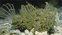 To FishBase images (<i>Tathicarpus butleri</i>, Australia, by Allen, G.R.)