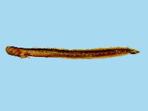 Image of Taenioides cirratus (Bearded worm goby)
