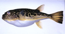 To FishBase images (<i>Takifugu exascurus</i>, Japan, by Suzuki, T.)