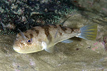 To FishBase images (<i>Takifugu flavipterus</i>, Hong Kong, by Eric Keung@114°E Hong Kong Reef Fish Survey)