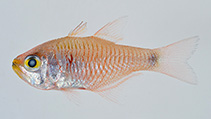 To FishBase images (<i>Taeniamia kagoshimanus</i>, Japan, by Senou, H.)