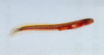 To FishBase images (<i>Taenioides limicola</i>, Guadeloupe, by Tibbatts, B.)