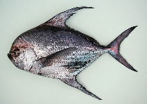 To FishBase images (<i>Taractichthys longipinnis</i>, Cape Verde, by Cambraia Duarte, P.M.N. (c)ImagDOP)