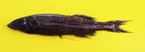 To FishBase images (<i>Talismania longifilis</i>, Angola, by Alvheim, O./Institute of Marine Research (IMR))