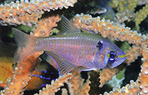 To FishBase images (<i>Archamia melasma</i>, Indonesia, by Allen, G.R.)