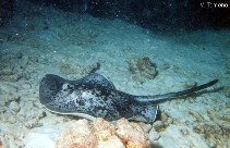 To FishBase images (<i>Taeniura meyeni</i>, Seychelles, by Tomeno, V.)
