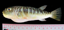 To FishBase images (<i>Takifugu oblongus</i>, by Tran, H.H.)