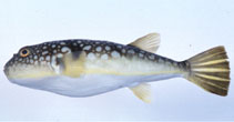 To FishBase images (<i>Takifugu poecilonotus</i>, Japan, by Suzuki, T.)