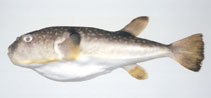 To FishBase images (<i>Takifugu porphyreus</i>, Japan, by Suzuki, T.)