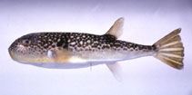 To FishBase images (<i>Takifugu snyderi</i>, Japan, by Suzuki, T.)