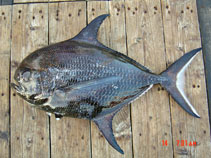 To FishBase images (<i>Taractichthys steindachneri</i>, by Kaewnuratchadasorn, P.)