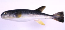 To FishBase images (<i>Takifugu stictonotus</i>, Japan, by Suzuki, T.)