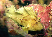 To FishBase images (<i>Taenianotus triacanthus</i>, Papua New Guinea, by Messersmith, J.)