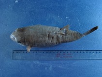 To FishBase images (<i>Takifugu vermicularis</i>, by CAFS)