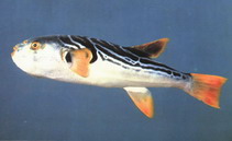 To FishBase images (<i>Takifugu xanthopterus</i>, by CAFS)
