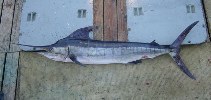 Image of Kajikia audax (Striped marlin)