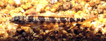 Image of Teleocichla centisquama (Slender pike cichlid)
