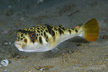 To FishBase images (<i>Tetractenos glaber</i>, Australia, by Groeneveld, R.)