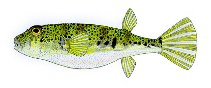 To FishBase images (<i>Tetractenos hamiltoni</i>, by Yau, B.)