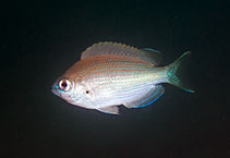 To FishBase images (<i>Teixeirichthys jordani</i>, Hong Kong, by Marco Chan@114°E Hong Kong Reef Fish Survey)