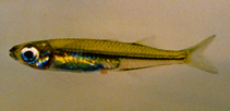 To FishBase images (<i>Teramulus kieneri</i>, Madagascar, by Loiselle, P.V.)