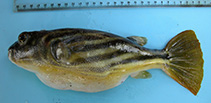 To FishBase images (<i>Tetraodon lineatus</i>, Kenya, by KMFRI)