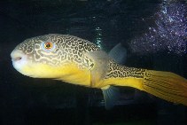 To FishBase images (<i>Tetraodon mbu</i>, by Germeau, G./ Doumont, Y.)