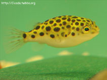Image of Dichotomyctere nigroviridis (Spotted green pufferfish)