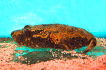 Image of Pao palembangensis 