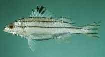To FishBase images (<i>Terapon puta</i>, Bahrain, by Randall, J.E.)