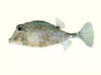 To FishBase images (<i>Tetrosomus reipublicae</i>, by CSIRO)