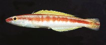 Image of Terelabrus rubrovittatus (White-striped hogfish)