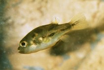 Image of Carinotetraodon travancoricus (Malabar pufferfish)