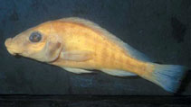 Image of Thoracochromis albolabris (Thicklipped happy)