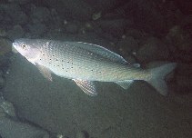 To FishBase images (<i>Thymallus arcticus arcticus</i>, Canada, by Keeley, E.R.)