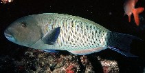 To FishBase images (<i>Thalassoma ballieui</i>, Midway Is., by Randall, J.E.)