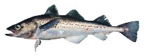 To FishBase images (<i>Theragra chalcogramma</i>, Canada, by Archipelago Marine Research Ltd.)